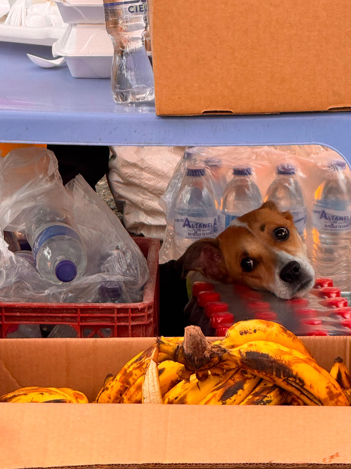 Un perrito descansa junto a las botellas de agua y los alimentos del punto de entrega de ayudas